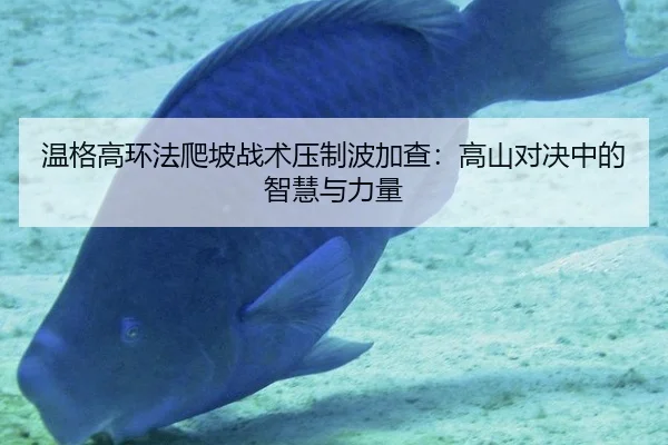 温格高环法爬坡战术压制波加查：高山对决中的智慧与力量